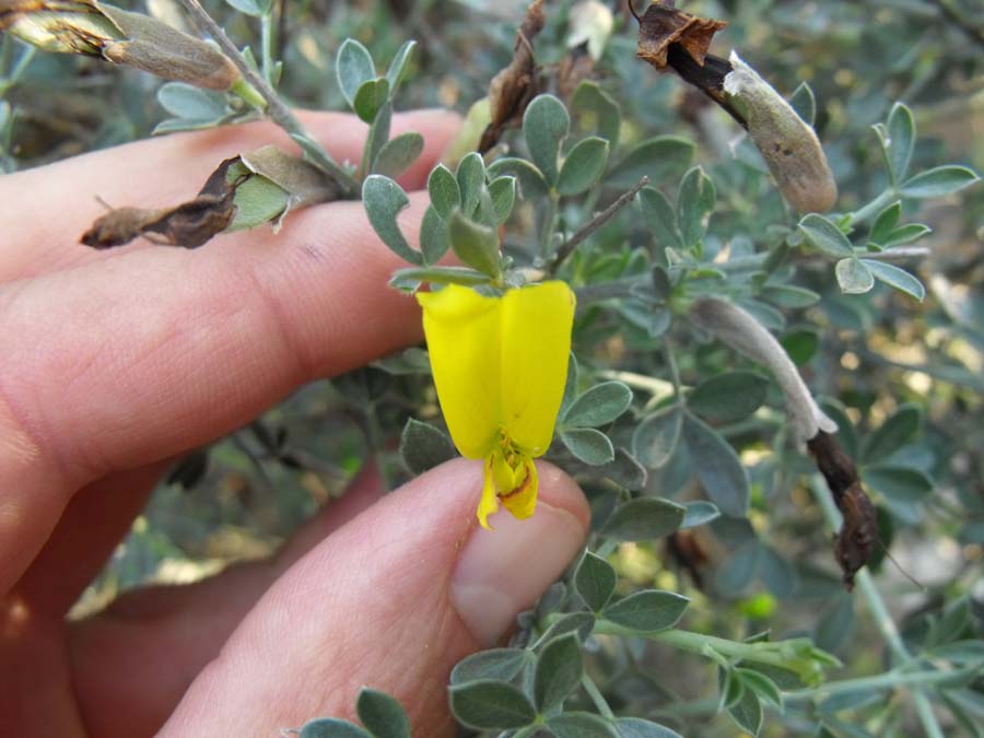 Cytisus spinescens / Citiso spinoso